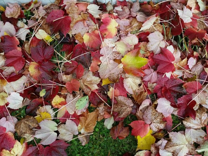 so bunt kann der Herbst sein - Landhaus Kurzen Naturpark Almenland